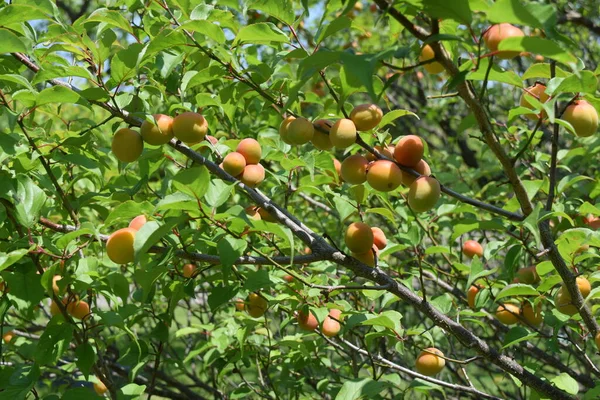 Japanische Aprikosenfrüchte Ist Ein Laubbaum Von Roseae Und Wird Eigentlich — Stockfoto