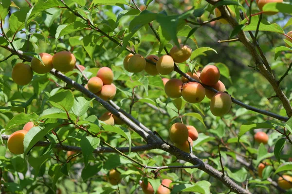 Japanische Aprikosenfrüchte Ist Ein Laubbaum Von Roseae Und Wird Eigentlich — Stockfoto