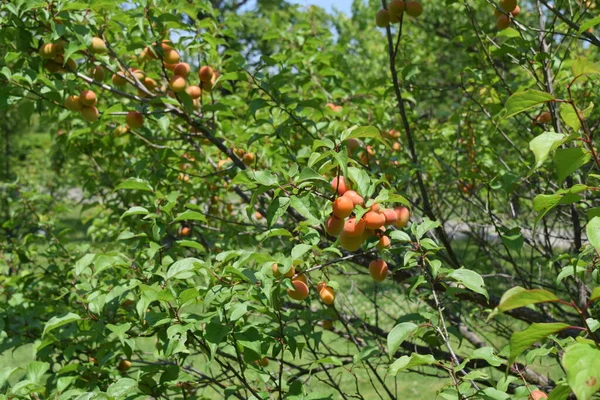 Japanische Aprikosenfrüchte Ist Ein Laubbaum Von Roseae Und Wird Eigentlich — Stockfoto