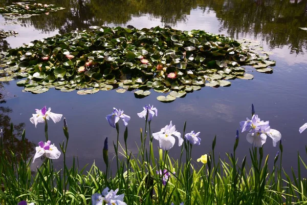 Japansk Iris Runt Water Lilja Damm — Stockfoto