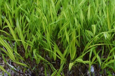 Japon orman çimleri (Hakonechloa macra)