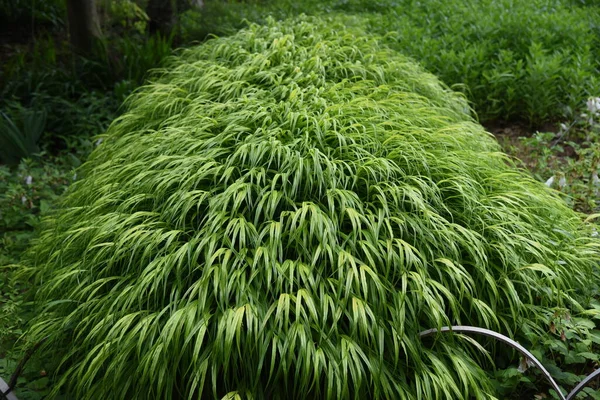 Herbe Forestière Japonaise Hakonechloa Macra — Photo