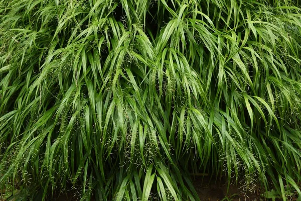 Herbe Forestière Japonaise Hakonechloa Macra — Photo