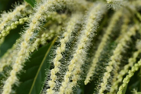 Flores Castanha Japonesas Fagaceae Árvore Frutífera Caduca — Fotografia de Stock