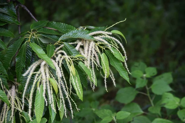 Japon Kestane Çiçekleri Fagaceae Yapraklı Meyve Ağacı — Stok fotoğraf