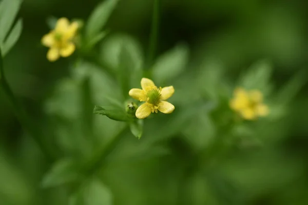 Ranunculus Silerifolius Квіти Рункули Багаторічні Токсичні Рослини — стокове фото