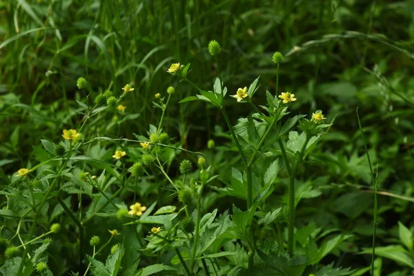 Ranunculus Silerifolius Flores Ranunculaceae Planta Tóxica Perene — Fotografia de Stock