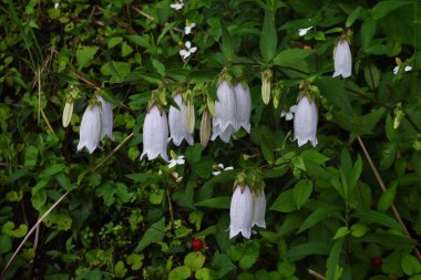 Benekli çan çiçeği. Campanulaceae daimi bitkisi.