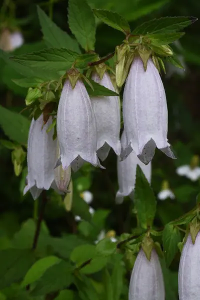 Spottted Bellflower Campanulaceae Perennial Plant — Stock Photo, Image