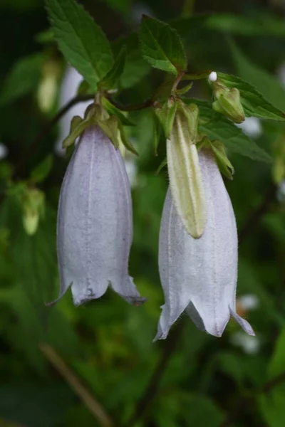 Spottted Bellflower Campanulaceae Perennial Plant — Stock Photo, Image