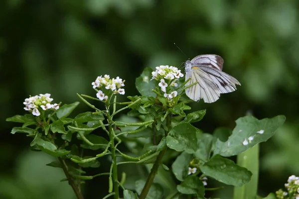 Πότισμα Λουλούδια Και Πεταλούδες Brassicaceae Πολυετή Χλόη — Φωτογραφία Αρχείου