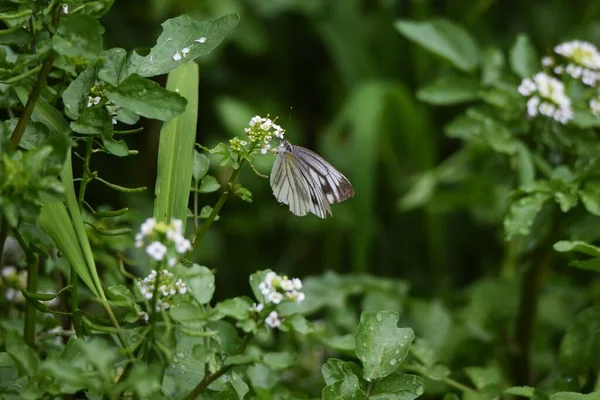 Πότισμα Λουλούδια Και Πεταλούδες Brassicaceae Πολυετή Χλόη — Φωτογραφία Αρχείου