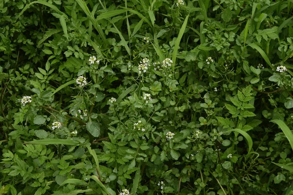 Watercress Flowers Butterflies Brassicaceae Perennial Grass — Stock Photo, Image