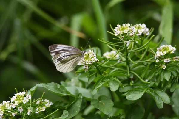 Квіти Метелики Латунна Однорічна Трава — стокове фото