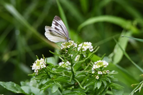 水仙花和蝴蝶 多年生草科植物 — 图库照片