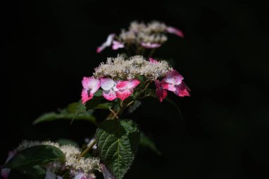 Hydporgea Serrata süs çiçekleri. Hydrangeaceae yaprak döken çalı.