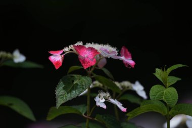 Hydporgea Serrata süs çiçekleri. Hydrangeaceae yaprak döken çalı.