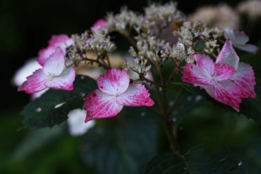 Hydporgea Serrata süs çiçekleri. Hydrangeaceae yaprak döken çalı.