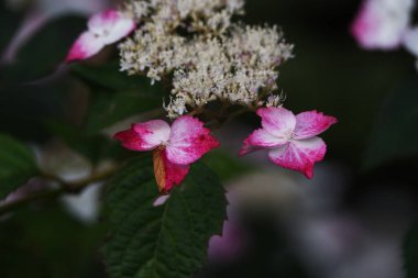 Hydporgea Serrata süs çiçekleri. Hydrangeaceae yaprak döken çalı.