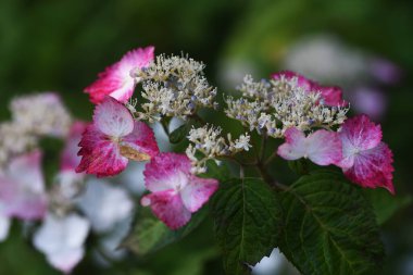 Hydporgea Serrata süs çiçekleri. Hydrangeaceae yaprak döken çalı.