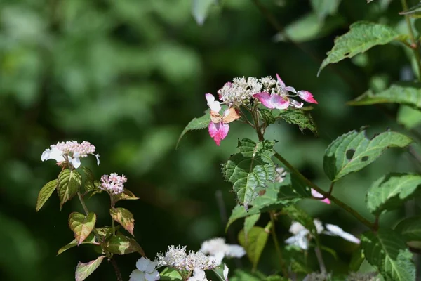 Hydporgea Serrata süs çiçekleri. Hydrangeaceae yaprak döken çalı.