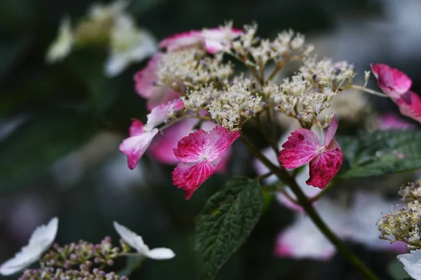 Hydporgea Serrata süs çiçekleri. Hydrangeaceae yaprak döken çalı.