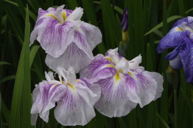 Iris bahçesindeki Japon irisleri tamamen çiçek açmış. Iridaceae bitkisi.