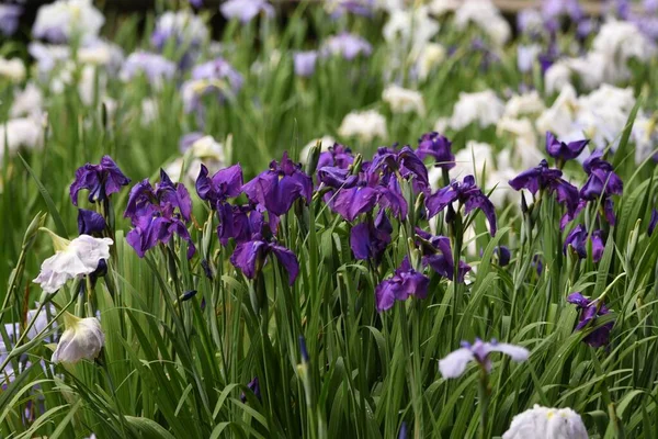 Iris Japoneses Jardín Del Iris Está Plena Floración Iridaceae Planta — Foto de Stock