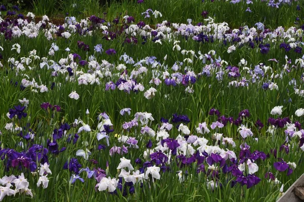 虹彩の庭の日本の虹彩は満開です アヤメ科多年草 — ストック写真