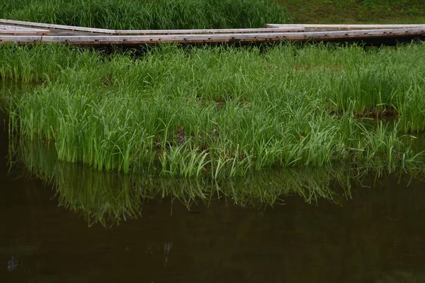 池の中で気をつけて サイ科の水生植物 — ストック写真