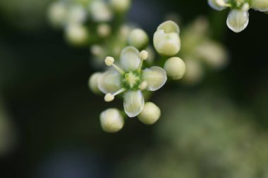 Japon Milli Çiçekleri. Celastraceae her zaman yeşil çalı.