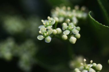 Japon Milli Çiçekleri. Celastraceae her zaman yeşil çalı.