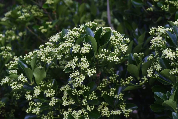 Japanische Spindelblumen Celastraceae Immergrüner Strauch — Stockfoto