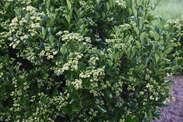 물레가락 상록수 나무과 Evergreen Shrub — 스톡 사진