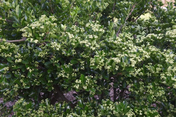 Japońskie Kwiaty Wrzeciona Krzew Różnozielony Celastraceae — Zdjęcie stockowe