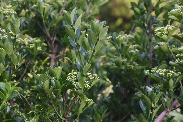 Fleurs Fuseau Japonais Celastraceae Arbuste Feuilles Persistantes — Photo