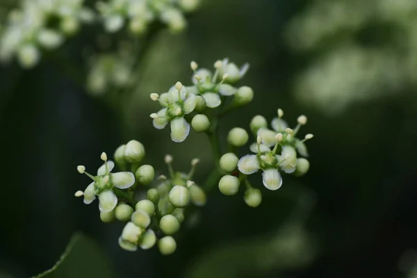 Japanska Spindelblommor Celastraceae Vintergrön Buske — Stockfoto