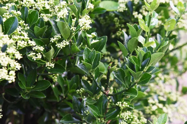 Japonské Vřetenové Květiny Střevozelený Keř Celastraceae — Stock fotografie