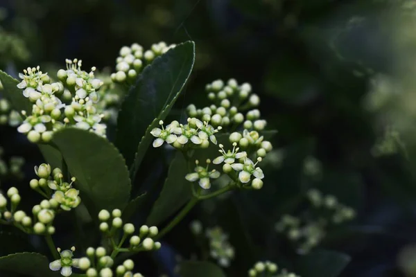 Flores Fuso Japonesas Celastraceae Arbusto Sempre Verde — Fotografia de Stock