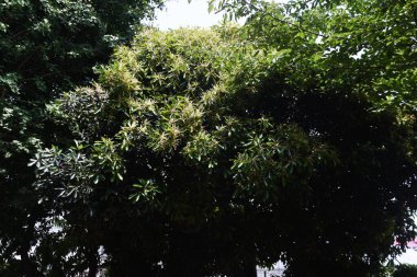  Japon meşe çiçekleri. Fagaceae her zaman yeşil ağaç.