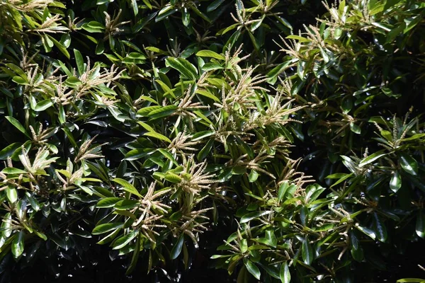 Japanilaisia Kivitammen Kukkia Fagaceae Ikivihreä Puu — kuvapankkivalokuva