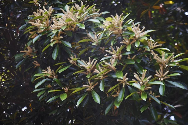 Japonské Dubové Květiny Věčně Zelený Strom Fagaceae — Stock fotografie