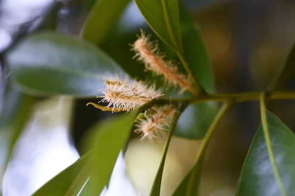 Японские Цветы Камня Fagaceae Evergreen Tree — стоковое фото