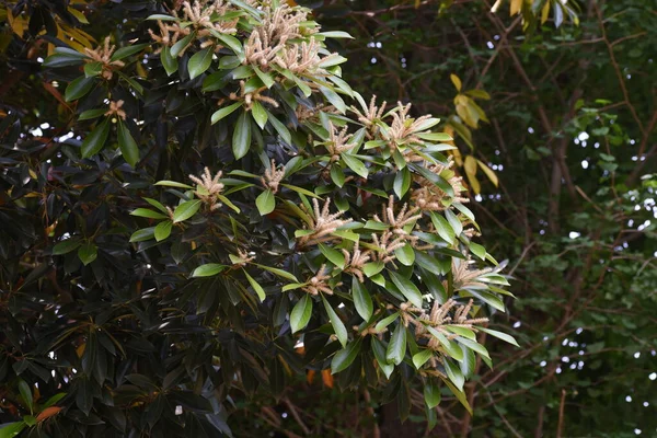 Japońskie Kamienne Kwiaty Dębu Fagaceae Wiecznie Zielone Drzewo — Zdjęcie stockowe