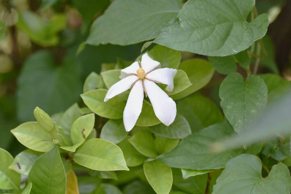 Gardenya Yaseminoides Çiçekleri Rubiaceae Her Zaman Yeşil Çalı — Stok fotoğraf