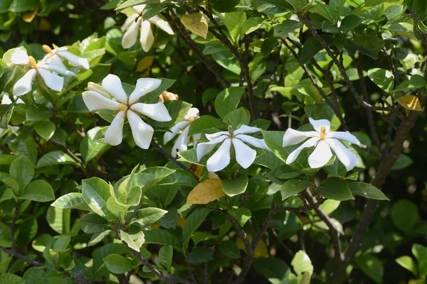クチナシヤスミノイドの花 ルビア科常緑低木 — ストック写真