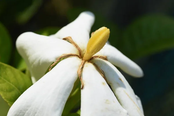 Gardenia Jasminoides Kwiaty Rubiaceae Wiecznie Zielony Krzew — Zdjęcie stockowe