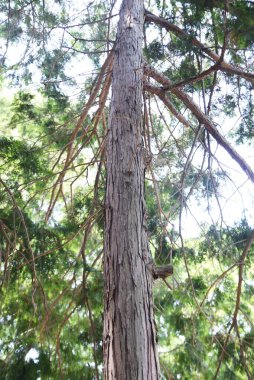 Japon selvi (Hinoki) yaprakları ve kabukları. Cupressaceae her zaman yeşil olan iğne yapraklı ağaç.