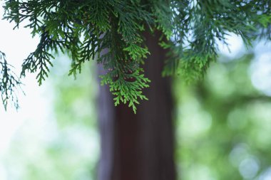 Japon selvi (Hinoki) yaprakları ve kabukları. Cupressaceae her zaman yeşil olan iğne yapraklı ağaç.