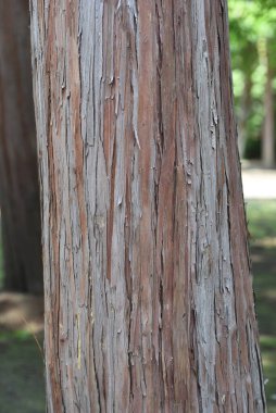 Japon selvi (Hinoki) yaprakları ve kabukları. Cupressaceae her zaman yeşil olan iğne yapraklı ağaç.